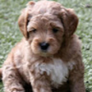 Meet your Posher, Elena